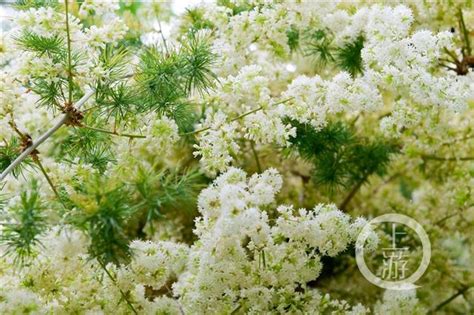 蓬萊松開花|南山植物園熱帶雨林館「下雪了」！